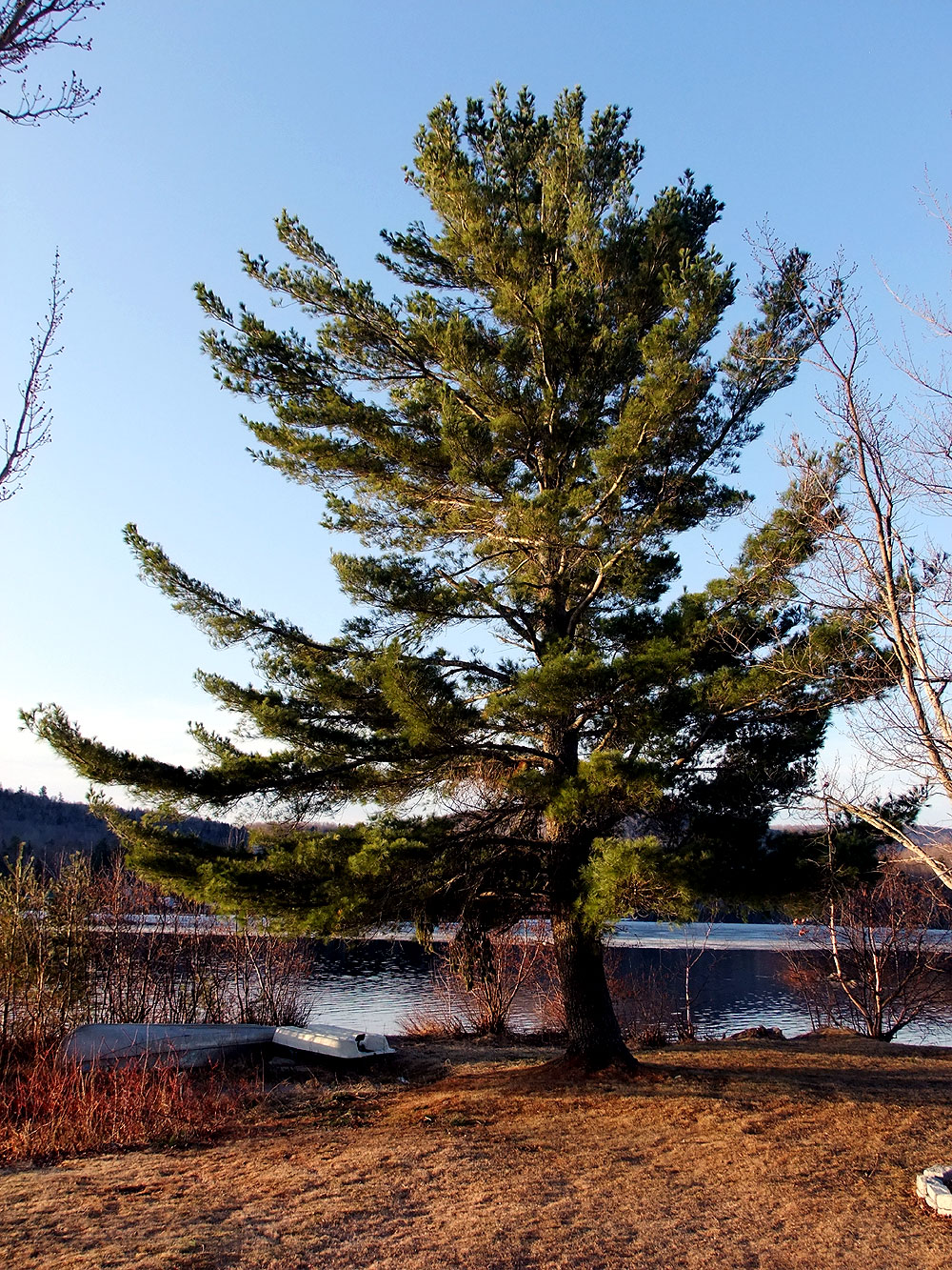 Pine Tree Meaning Food Ideas