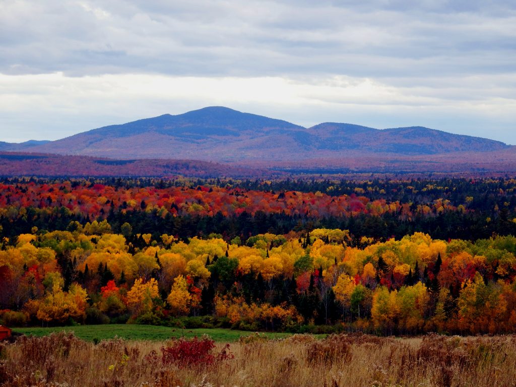 MeInMaine Blog » The Great North Woods Of Maine.