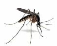 mosquitomaine What's That Whining, Buzzing Sound That's Getting Louder?