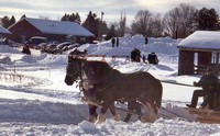 Horses Pull Sleigh During Moosestompers Winter Celebration.