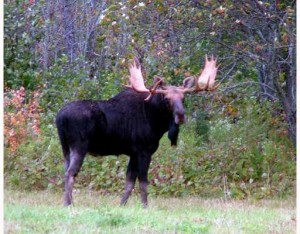 Meet Your Neighbor... Mr Maine Moose Spotted On Houlton ME Farm.