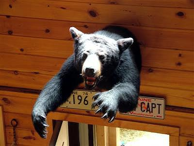 Maine Blackbear, Not Half The Bear He Used To Be.