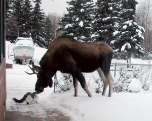 Mr Moose Meets Brave Cat..Touch Noses, Says Hello.