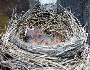 Nesting In Maine, The Green Way. Maine Is Natural, Four Season, Green Living.