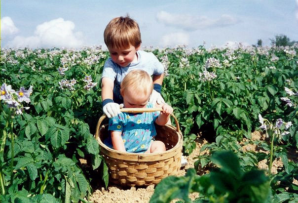 Picking Maine Potatoes Starts Early.