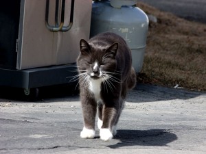 Cats Earn Their Keep In Maine, On Farms, In Barns.