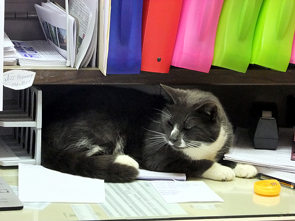 Cat Helps With Real Estate Office Work Hero Likes The People Attention He Gets When Visiting Our Maine Real Estate Office.