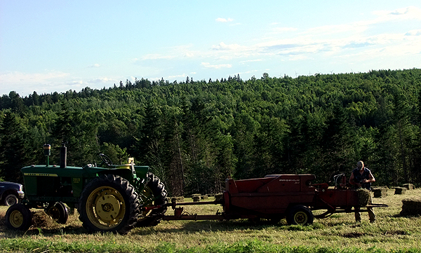 Baling Hay In Maine. Hot Summer Play Time.