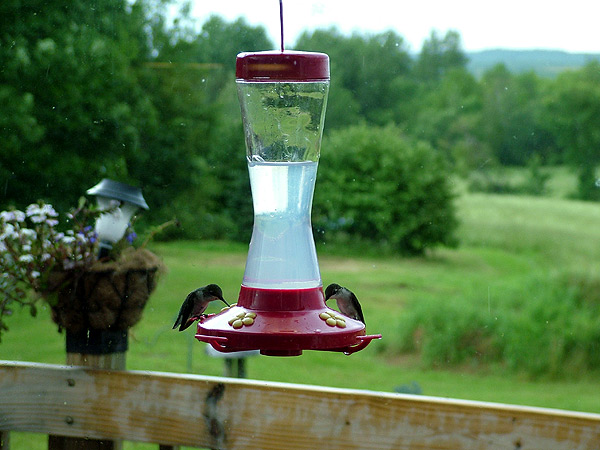 Maine Humming Birds Take A Pit Stop For A Little Lunch.