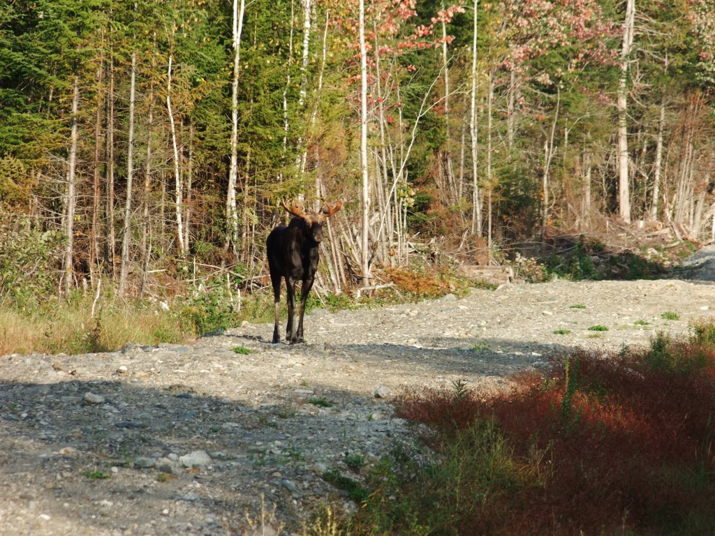 Maine Moose Enjoying A Sunday Afternoon. Meet Your New Maine Four Legged Neighbor.