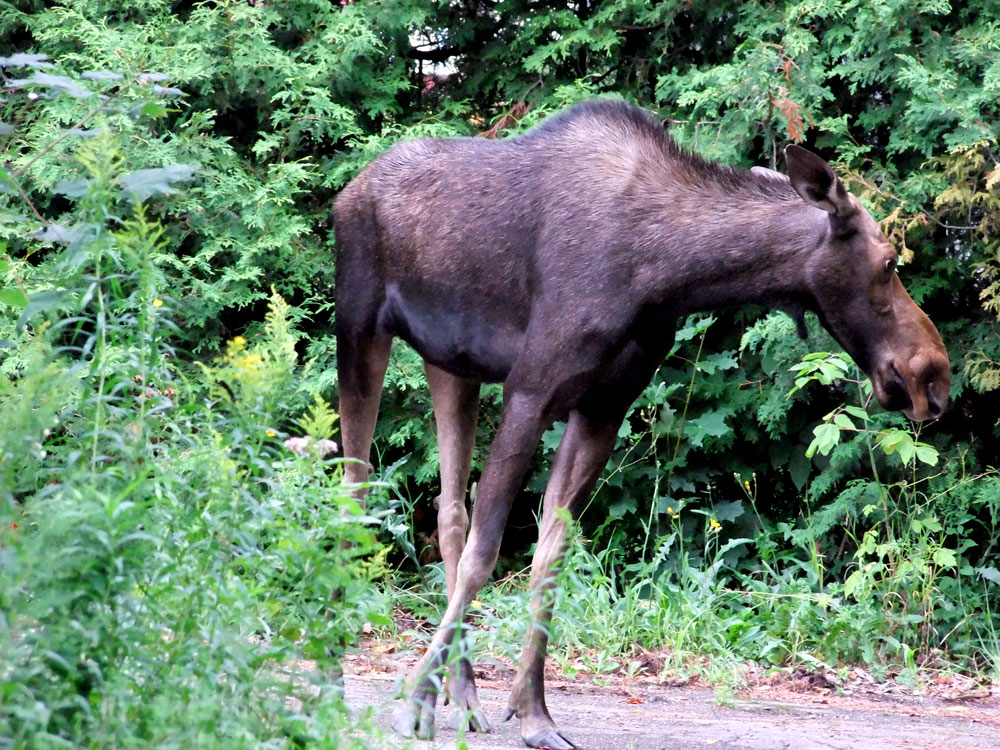 Maine Moose Confusesd, Dazed, Lost.