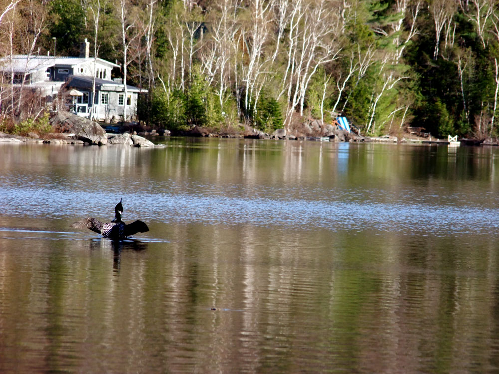 Maine Lake Loons, Three Kinds In Vacationland