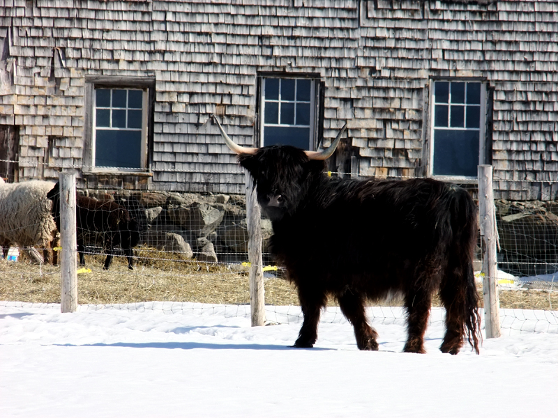 Maine Farm Animals, Land To Raise Crops, Critters.