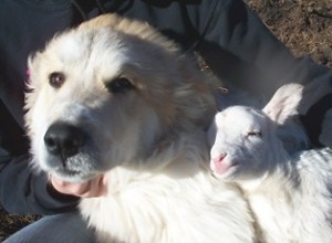 Dog And Farm Baby Lamb Photo