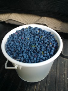 Maine Blueberries For Better Health.