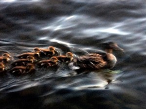 Maine Ducks On Lake Photo
