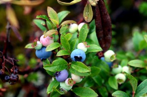 Maine Blueberries, Wild Ones.