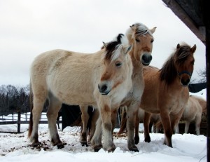 Maine Is Farming, Outdoors, Horses, Animals. All Rural.