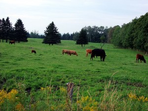 Maine Farm Fields With Cows.