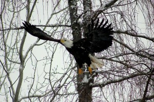 Maine Bald Eagle Takes Flight.
