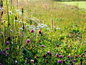 Maine Clover, Wild Flowers.