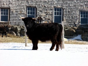 We Are Bullish On Maine. Uplug And Make This Your Outlet To Recharge.