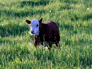 maine farm calf cow