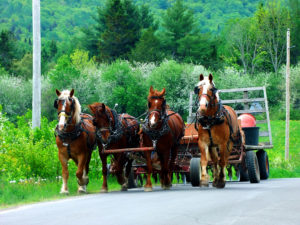 amish farm horses in Maine