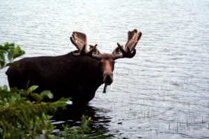 maine moose eating in lake photo