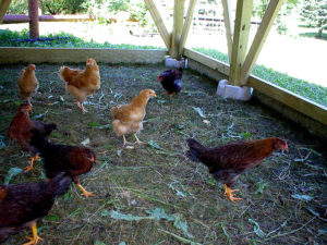 life on the farm