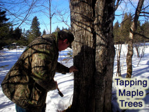 tapping maple trees in maine for sap
