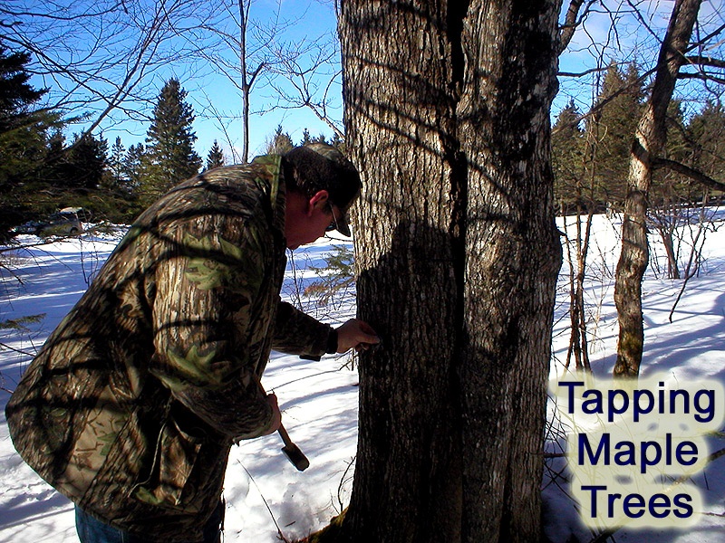 tapping maple trees in maine for sap