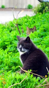 maine cats in vegetation
