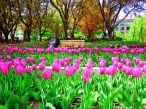 Quebec City Flowers In Parks.