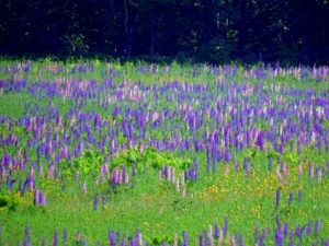 maine field of lupines