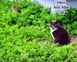 maine lawns cats photo