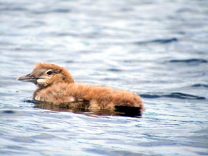 maine baby loons