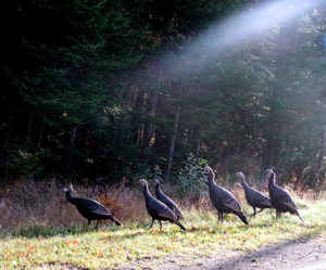 maine turkeys