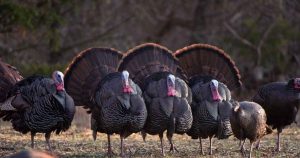 wild-turkey-Maine