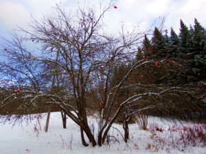 maine frozen apple tree photo