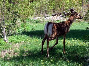 maine white tail deer photo