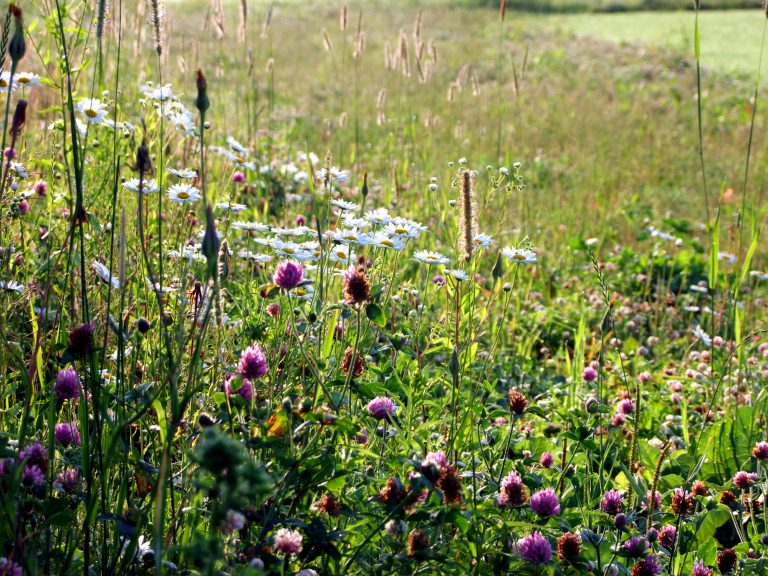 Homesteading, How To Do It In Maine. MeInMaine Blog