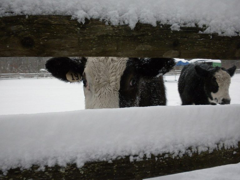 Homesteading, How To Do It In Maine. MeInMaine Blog