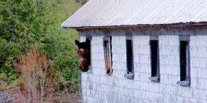 horsing around work ethic
