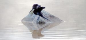 maine lake otters in winter