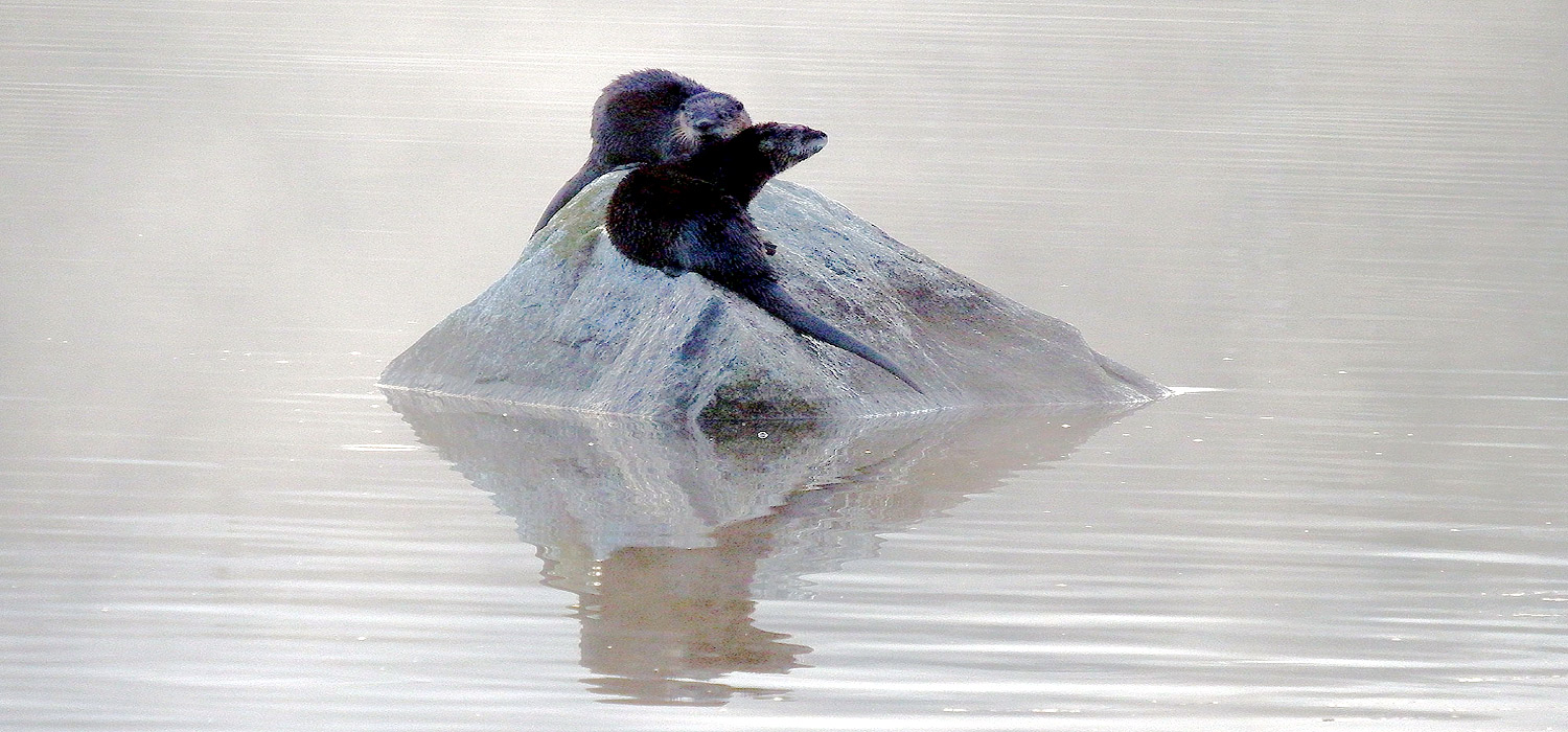 Winter In Maine, Living On A Lake, Watching The Approach - MeInMaine Blog