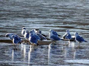 seagulls on a maine lake