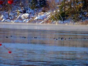 Birds Flating On A Cold Maine Lake.