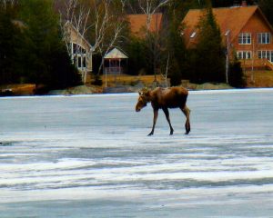 maine moose on lake ice