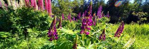 maine bees lupine flowers